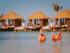 Renaissance Wind Creek Aruba Resort 写真