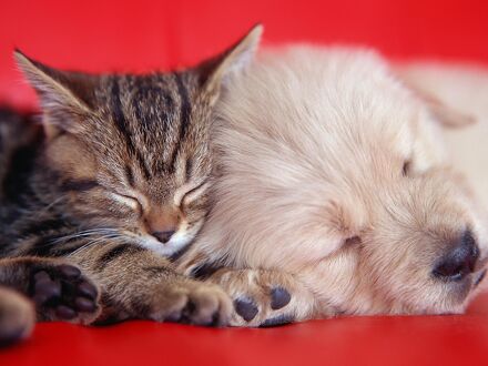 ザ ホテル オン ポウナル 写真