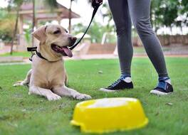 レイクサイド シャレー ムンバイ マリオット エグゼクティブ アパートメンツ 写真