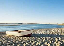 ザ ビーチ ハウジーズ コットン ツリー 写真