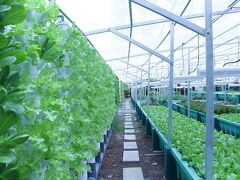 スイスホテル ザ スタンフォード シンガポール 写真