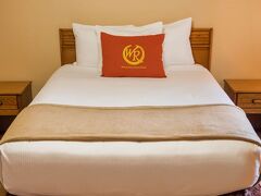 ワイルド ベア イン 写真