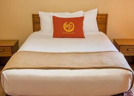 ワイルド ベア イン 写真