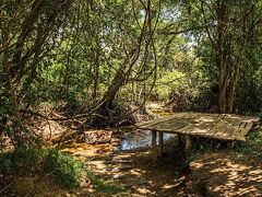 アマーラ フォレスト ホテル シギリヤ 写真