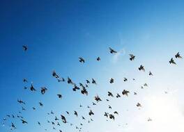 ザ オリジナルズ アクセス オテル サン フルール 写真