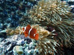 グランド ルレイ マナド 写真