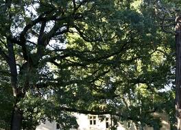 Château Du Val De Cèze 写真