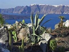 カレステシア スイーツ 写真