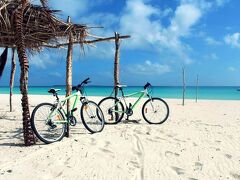 パラディ ダウベア 写真