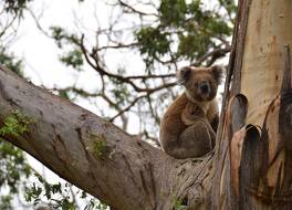 Apollo Bay Motel & Apartments 写真