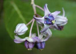 ソマ パームショア リゾート 写真