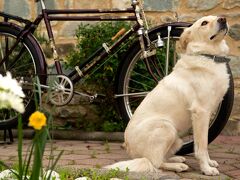 Taleton Eco Guest House 写真