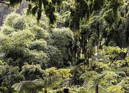 センセイラナイ、フォーシーズンズリゾート 写真