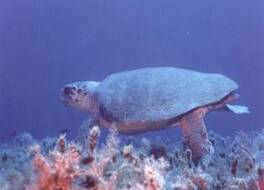 カリプソ クレタン ビレッジ リゾート＆スパ 写真