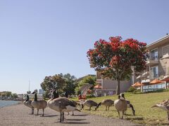 エグゼクティブ イン ＆ スイーツ オークランド 写真