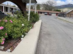 サファリ モーテル 写真