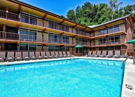 ワイルド ベア イン 写真