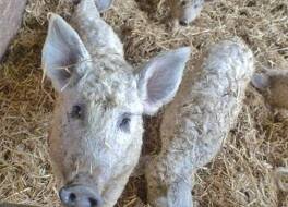 The Grainary Farm Stay 写真