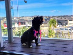 マースデン スイーツ オールバニ 写真