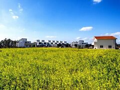 サンバンサネ 写真