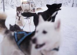 サーリセルカ イン 写真