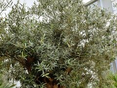 Best Western Plus Central Park Hotel & Spa 写真