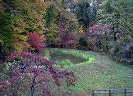 リル ブラック ベア イン 写真