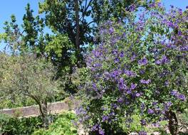 キンタ ジ サン タデウ バイ カーザ ダス カンパイニャス 写真