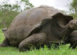 Ikala Galapagos Hotel 写真