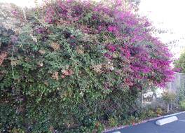 ベイ ブリッジ イン 写真