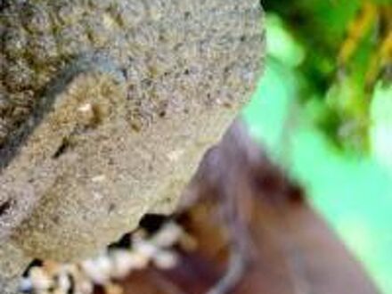 Ballina Palms Boutique Motel 写真