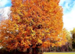 スターライト イン 写真