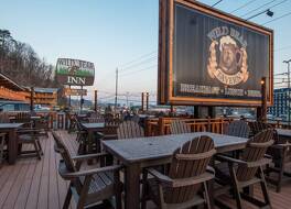 ワイルド ベア イン 写真