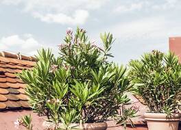 ホテル ダス ヴァイツァー 写真