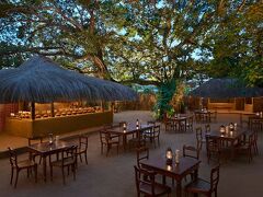 シナモン グランドコロンボ 写真