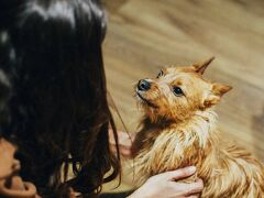 Petit Palace Arana Bilbao 写真