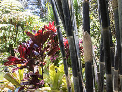 Chalet Kilauea 写真