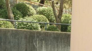 おさるさんのいる桜山