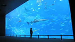 沖縄美ら海水族館