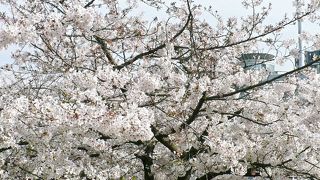大阪・毛馬桜之宮公園（２００７年４月５日）