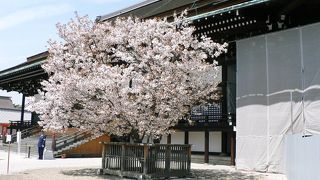 京都御所・春季一般公開（２００７年４月６日）