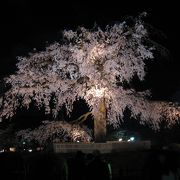 夜の円山公園のしだれ桜を見たら、白川へ