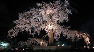 夜の円山公園のしだれ桜を見たら、白川へ