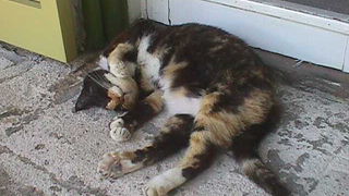 「ヘミングウェイの家」は広大なネコ屋敷だ！