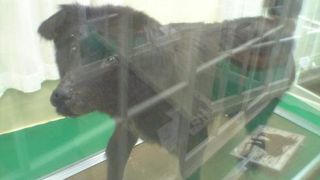 北大植物園では樺太犬タロに会える