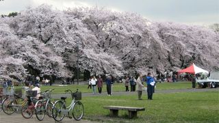 子供もワンコも大満足！