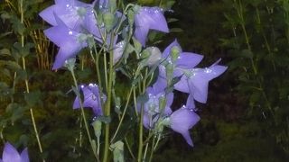 桔梗を愛でる特別拝観◆天得院（東福寺敷地内）