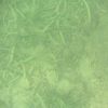 海で見つけた魚