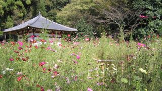 安倍文殊院◆コスモスがきれいです