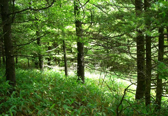 鹿の角　山梨県八ヶ岳清里 トップページ | KEEP協会 - 山梨県立八ヶ岳自然ふれあいセンター